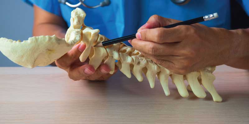 Chiropractor Medical provider referencing a cervical neck model